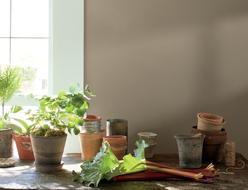 Indoor potted plants beside a sunny window, in front of a brown-painted wall. Indoor potted plants beside a sunny window, in front of a brown-painted wall.